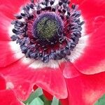 Anemone coronaria Kwiat