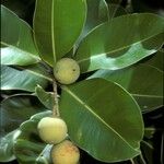 Calophyllum inophyllum Φρούτο