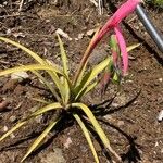 Billbergia nutans Blatt