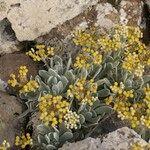 Helichrysum gossypinum 整株植物