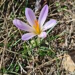 Crocus versicolorFlower