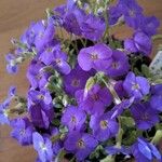 Aubrieta deltoideaBlomst