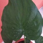 Alocasia cucullataLeaf