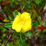 Hibbertia heterotricha ফুল