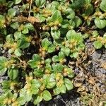 Alternanthera pungens List