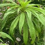 Echium candicansList