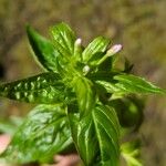 Epilobium alpestre Deilen