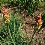 Kniphofia uvaria عادت داشتن