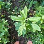 Asclepias purpurascensFeuille