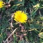 Taraxacum dissectumफूल