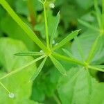 Galium spurium 葉