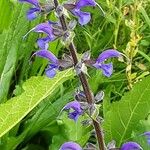 Salvia pratensis Flor