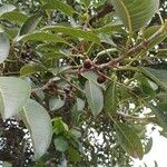 Ficus pertusa Листок