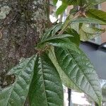 Quercus humboldtii Leaf