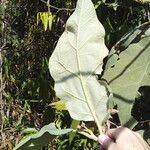 Solanum crinitum Blatt