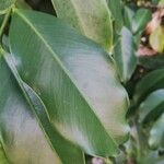 Garcinia epunctata Φύλλο