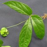 Dalechampia scandens Anders