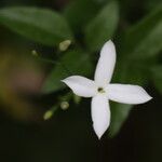 Jasminum azoricum Flower