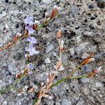 Limonium bocconei Hoja