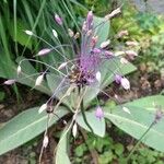 Allium carinatum Λουλούδι