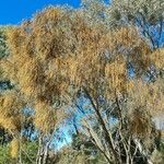 Allocasuarina verticillataLeht