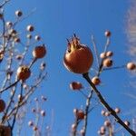 Crataegus germanica Frucht