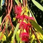 Eucalyptus leucoxylon Floare
