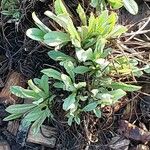 Lindelofia longiflora Folha