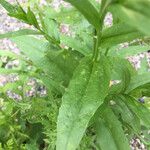 Camelina sativa Leaf