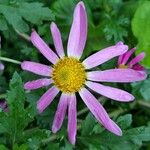 Tanacetum coccineum Flower