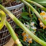 Dendrobium thyrsiflorum Corteza