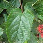 Clerodendrum splendens Blatt