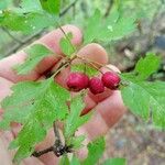 Crataegus rhipidophyllaПлід