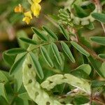 Hippocrepis multisiliquosa その他の提案