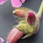 Silene pendula Lorea
