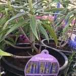 Echium webbii Leaf