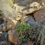 Limonium cossonianum Tervik taim