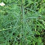 Lactuca indica Blatt