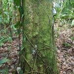 Williamodendron glaucophyllum Bark