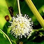 Angelica sylvestris Flower