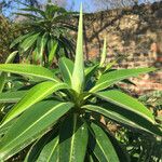 Euphorbia stygiana Hoja