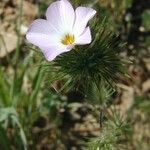 Leptosiphon grandiflorus Flower