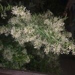 Cestrum parqui 整株植物