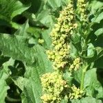 Chenopodium bonus-henricus Muu