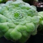 Aeonium tabulaeforme Levél