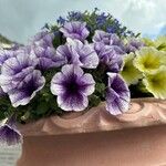 Petunia x atkinsiana പുഷ്പം