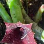 Huernia macrocarpa Flower