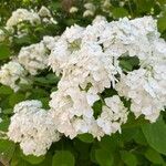 Hydrangea arborescensLorea