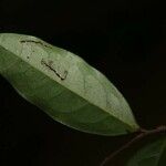 Oxandra asbeckii Leaf