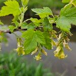 Ribes americanum List